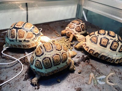AOG爬蟲及兩棲動物專門店